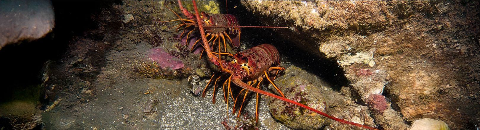 Two spiny lobsters with reddish-brown bodies and long orange antennae are nestled among rocks on the ocean floor near a crevice in a coral-covered underwater environment.