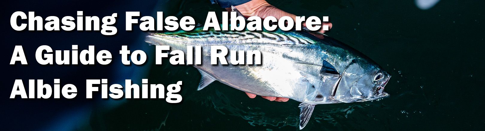 Chasing False Albacore: A Guide to Fall Run Albie Fishing banner featuring a false albacore held above the water.