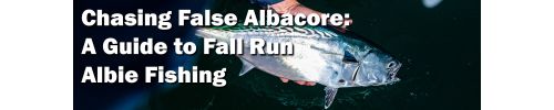 Chasing False Albacore: A Guide to Fall Run Albie Fishing banner featuring a false albacore held above the water.
