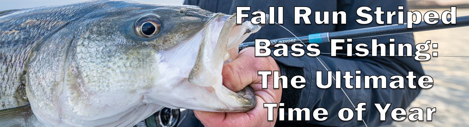 Large striped bass held by the mouth beside a fishing rod, with text "Fall Run Striped Bass Fishing: The Ultimate Time of Year" in white text.
