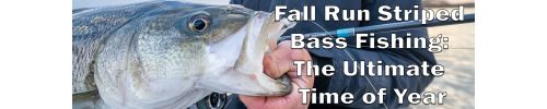 Large striped bass held by the mouth beside a fishing rod, with text "Fall Run Striped Bass Fishing: The Ultimate Time of Year" in white text.