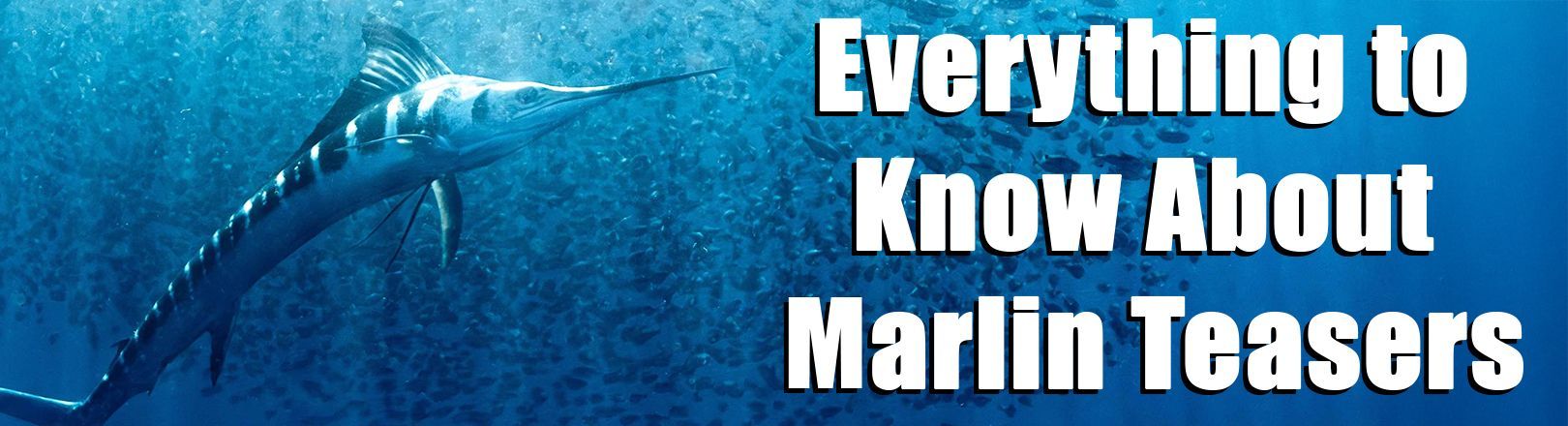 Blue marlin swimming underwater with a school of baitfish in the background, accompanied by bold white text reading “Everything to Know About Marlin Teasers.”