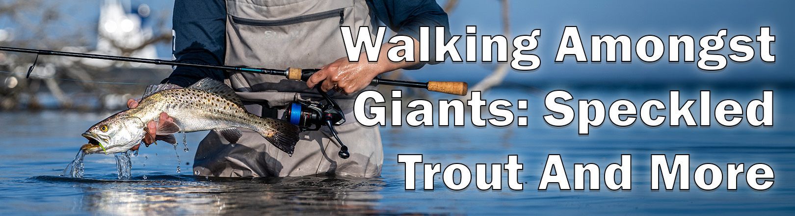 Walking Amongst Giants: Speckled Trout and More