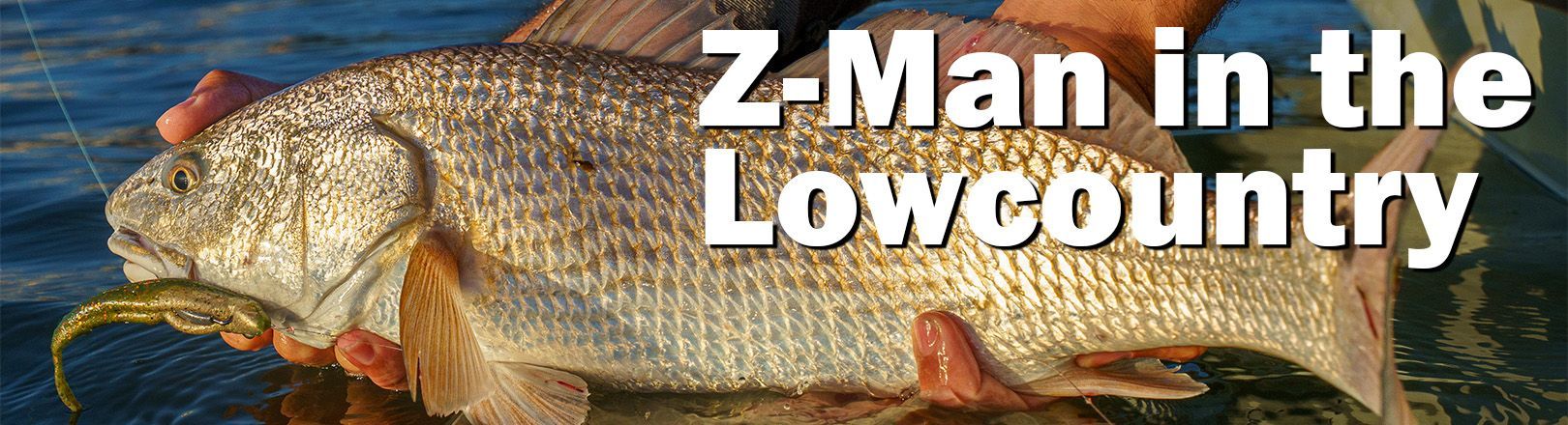 Close-up of a redfish being held above shallow water with a Z-Man soft plastic swimbait in its mouth.