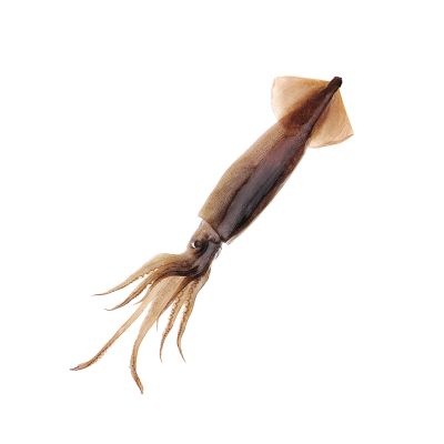 Baitmasters Medium Squid