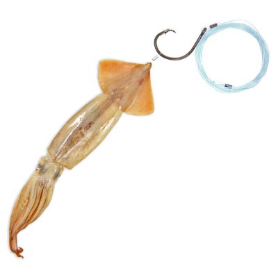 Baitmasters Circle Hook Horse Squid