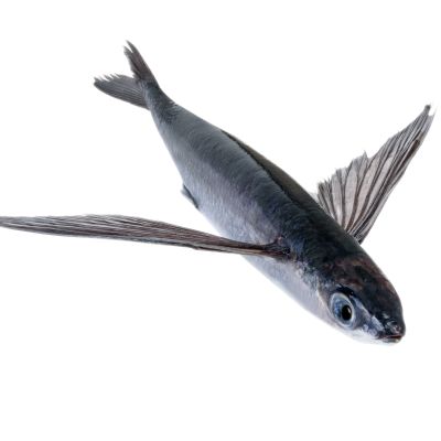 Karma Jumbo California Caught Flying Fish - Angled