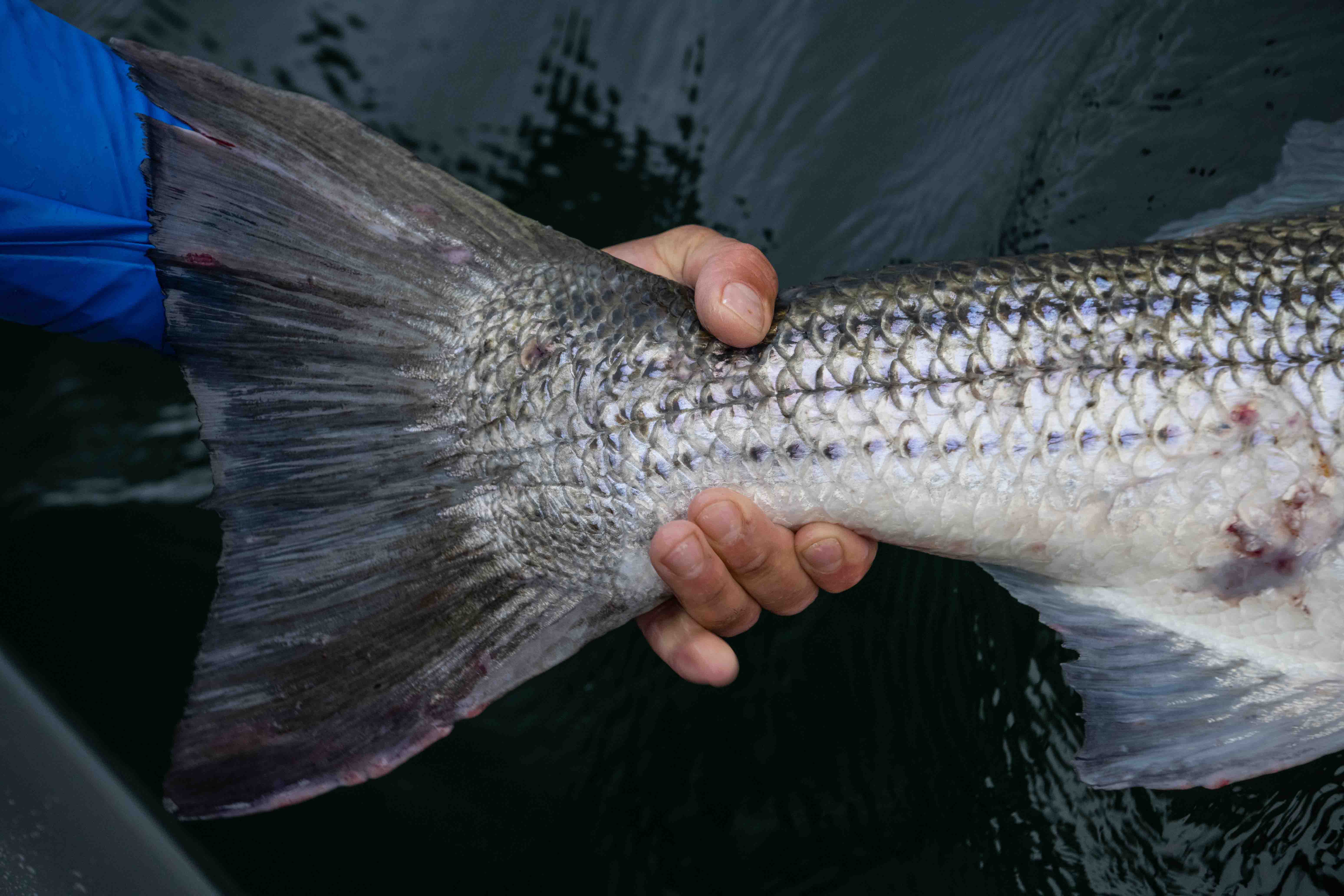 A hand is holding the tail of a large, silver fish.