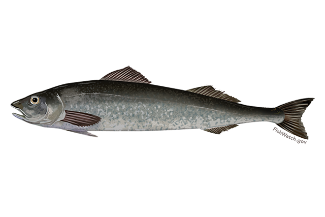 Black cod with a sleek, elongated body, dark gray back fading to silvery sides and pale belly, with dark fins and a pointed snout.