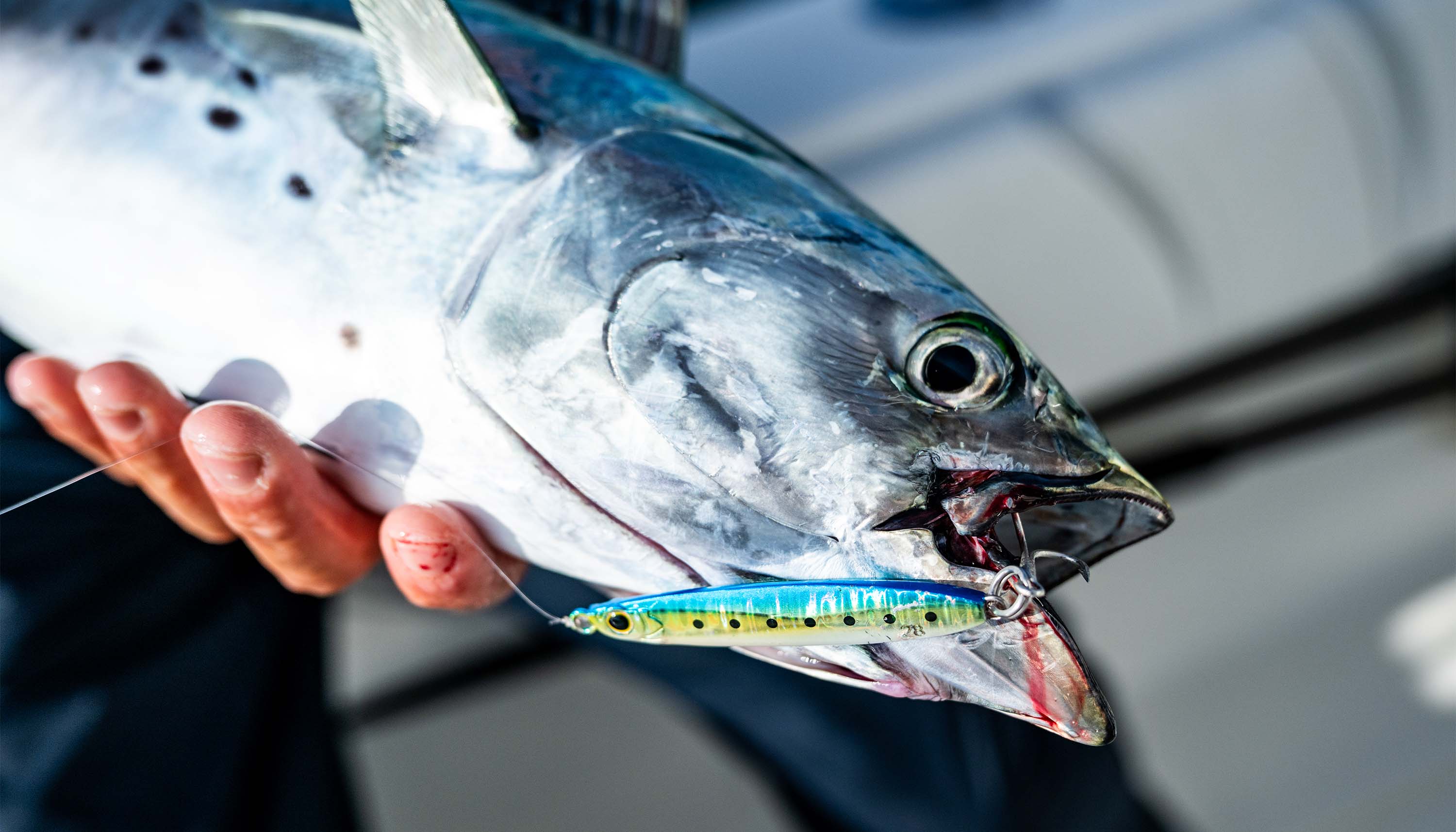 Chasing False Albacore image showing a close-up of a false albacore caught on a blue and silver fishing lure.