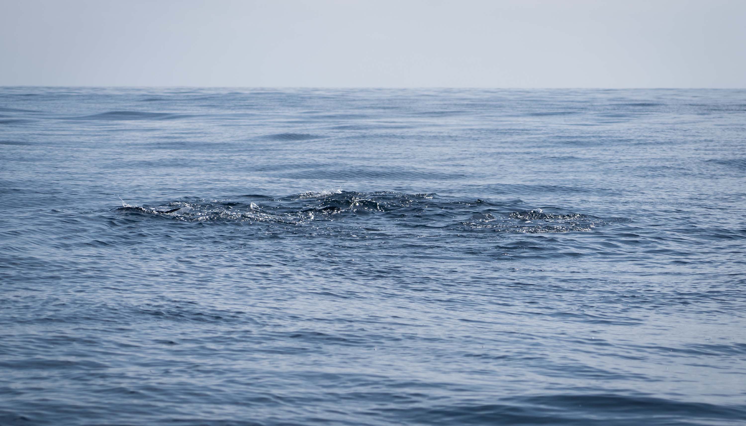 Dorado Feeding Frenzy