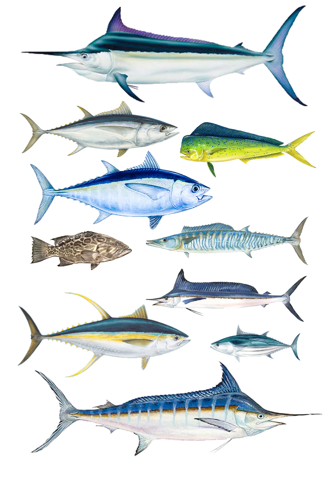 El Niño Species Chart