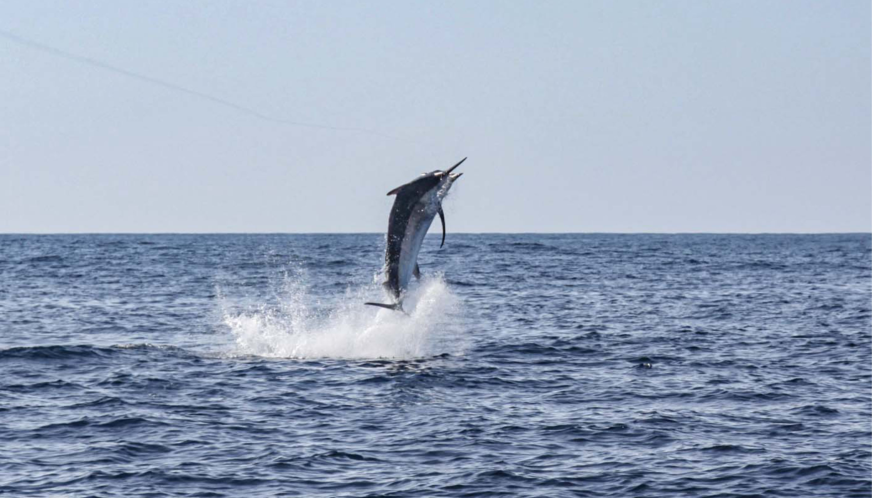 Blue Marlin Hooked by Ben Secrest