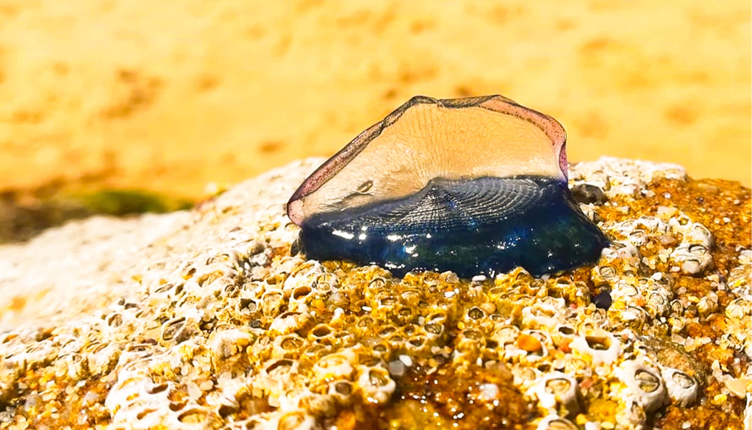 Valella Valella, also knows as The By The Wind Sailor, on a sea bed