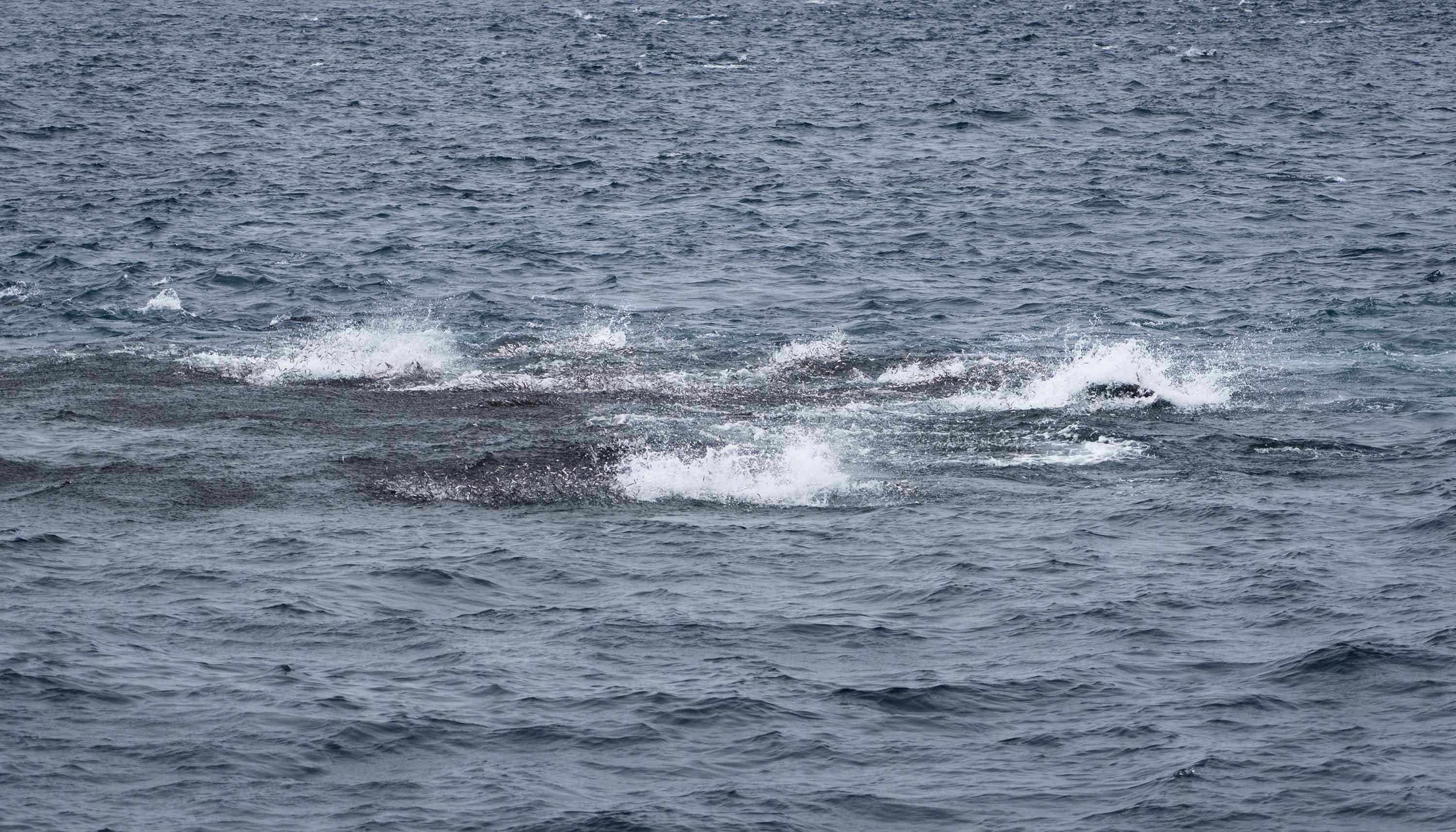 A foamer is shown. Visible splashes of white foam can be seen. The water is darker in the spot with the foams, with a smaller and tighter wave pattern than the surrounding waters. 