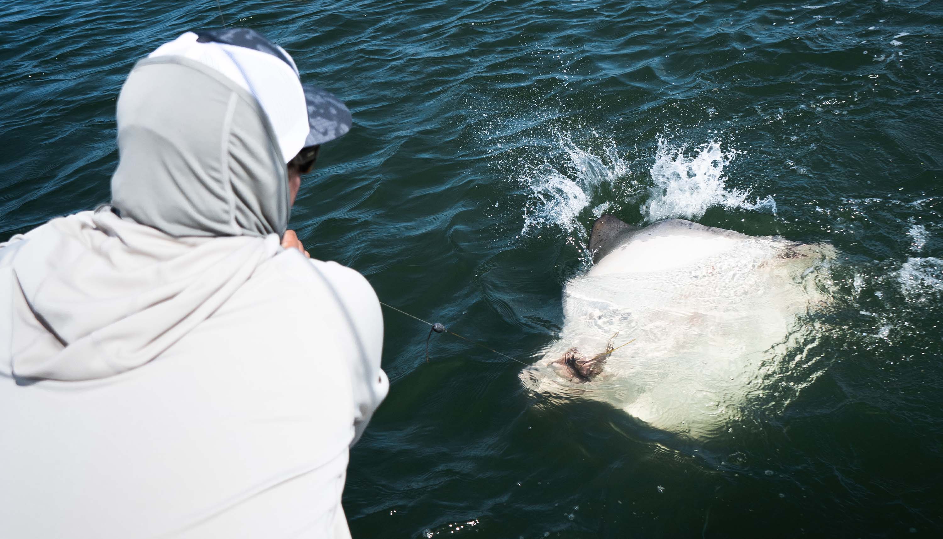 A fisherman pulls in a large ray. The ray has its white belly facing up, breaking the water surface. You can see its open mouth with a fishing line coming out of it.