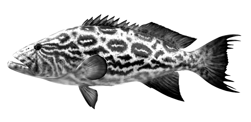 Black and white sketch of a grouper in full side profile, with a robust body, slightly arched back, large mouth with visible teeth, spiny dorsal fin, rounded pectoral fins, and a bold leopard-like pattern covering the body and tail.