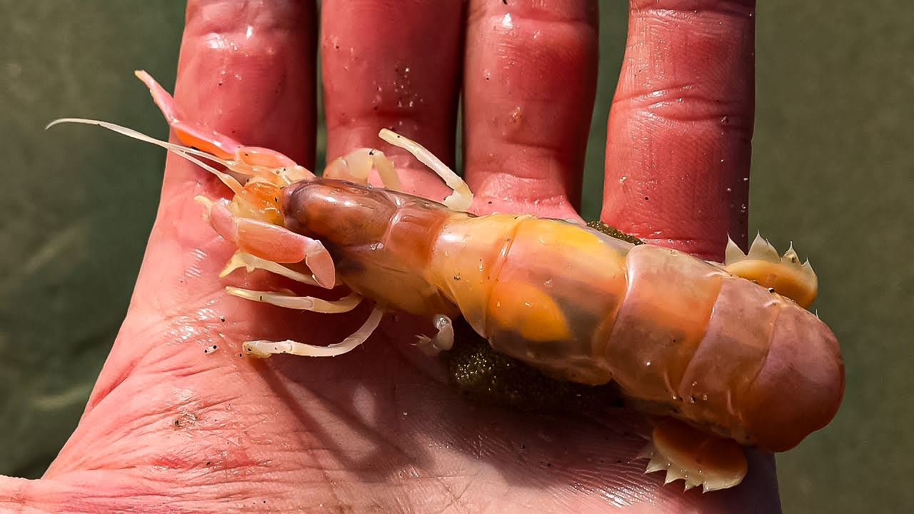 Translucent orange ghost shrimp with long antennae and segmented body rests on a person's wet hand, shown in natural sunlight.