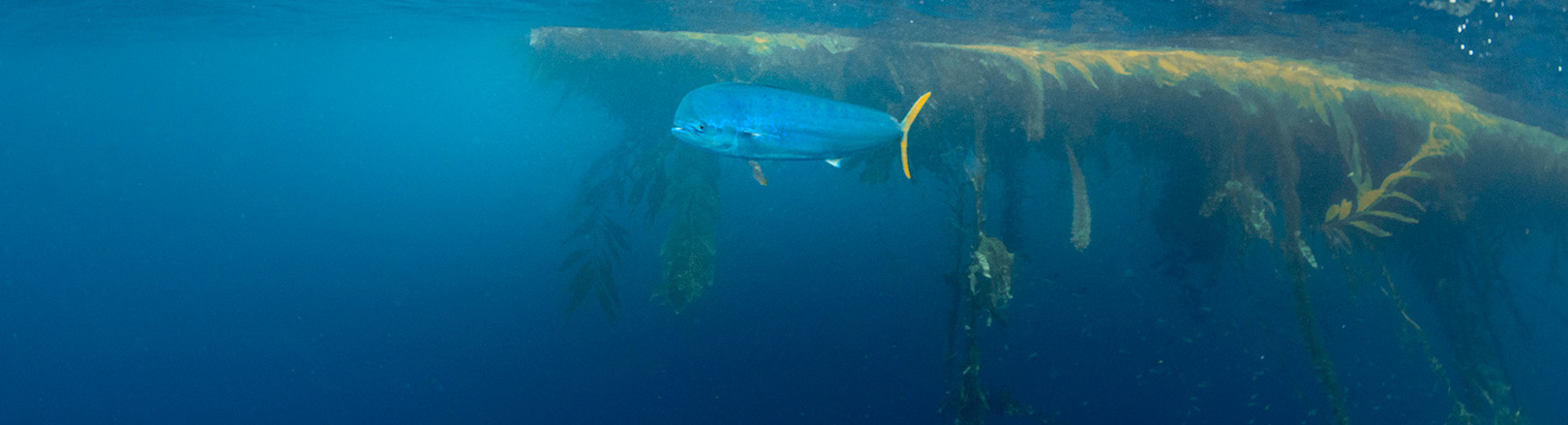 Single dorado with a bright yellow tail swims beneath floating kelp paddy in clear blue water. Strands of kelp trail downward into a dense kelp forest visible in the background.