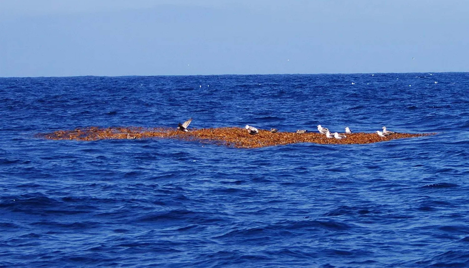 Floating kelp paddy drifts on open blue ocean with a group of seagulls resting on top. The kelp forms a dense orange-brown mat just above the water&rsquo;s surface.