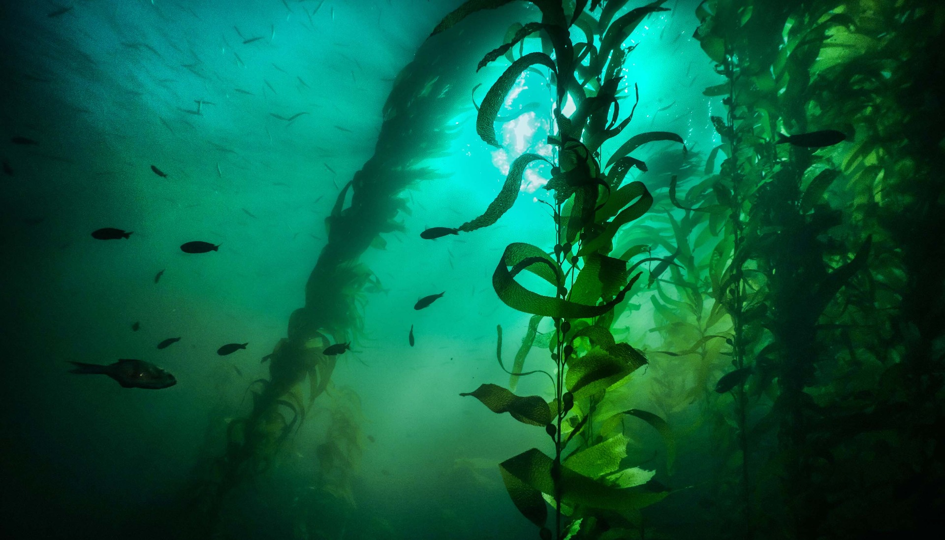 Sunlit underwater kelp forest with tall green fronds swaying in the current, surrounded by small silhouetted fish swimming through the water.