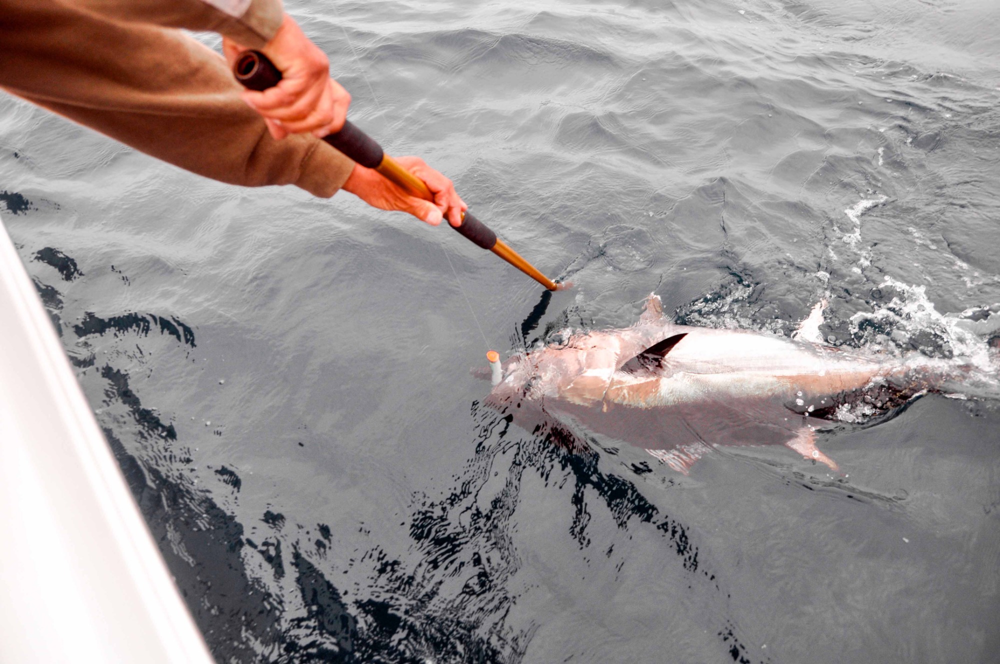 Angler reaches over the side of a sportfishing boat using a gaff to land a large Atlantic bluefin tuna at the surface of the ocean, with dark, rippling water all around.