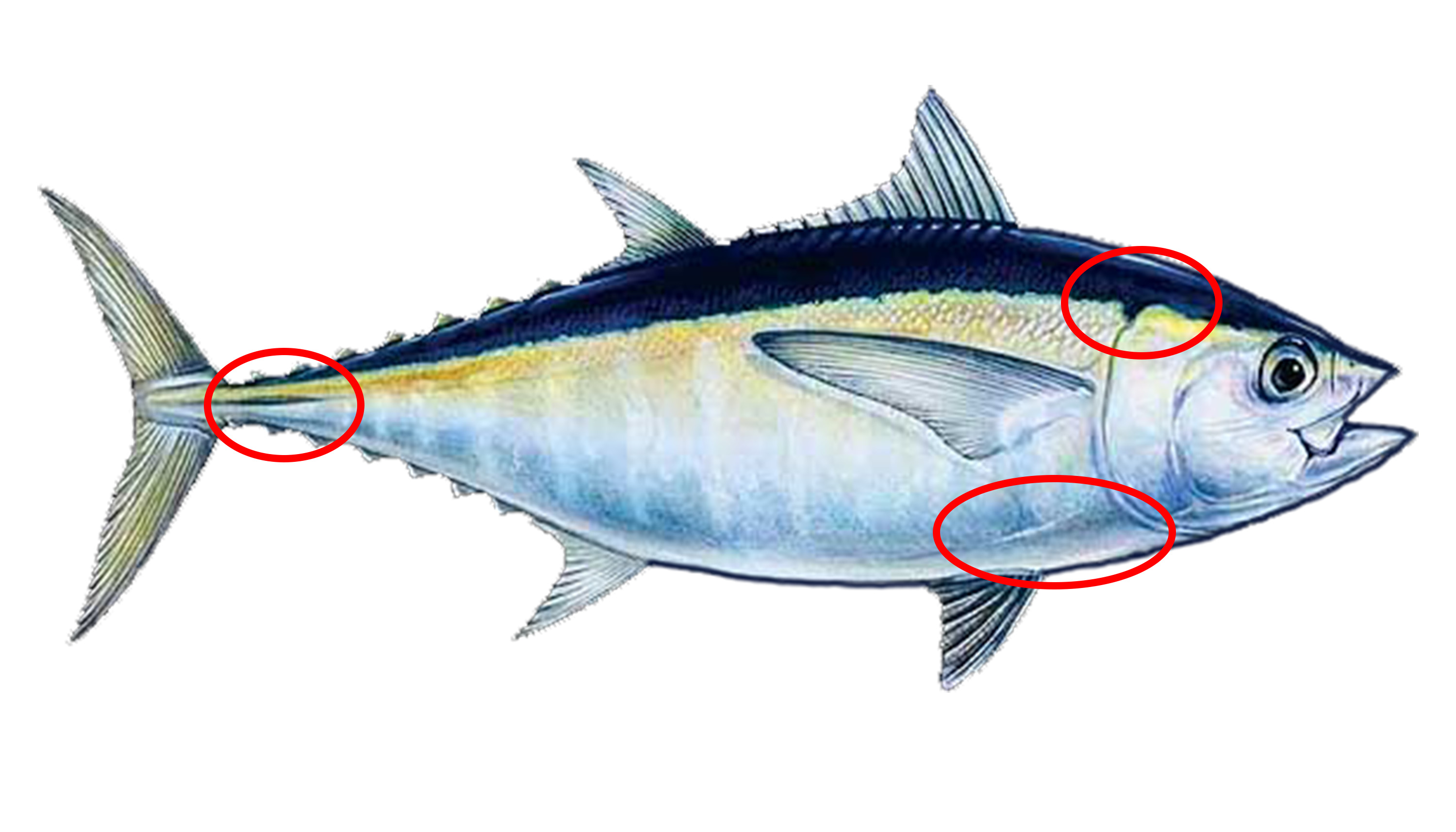 Illustration of a yellowtail tuna with three red circles marking ideal gaffing points: just behind the head, below the pectoral fin, and at the base of the tail where the finlets begin.