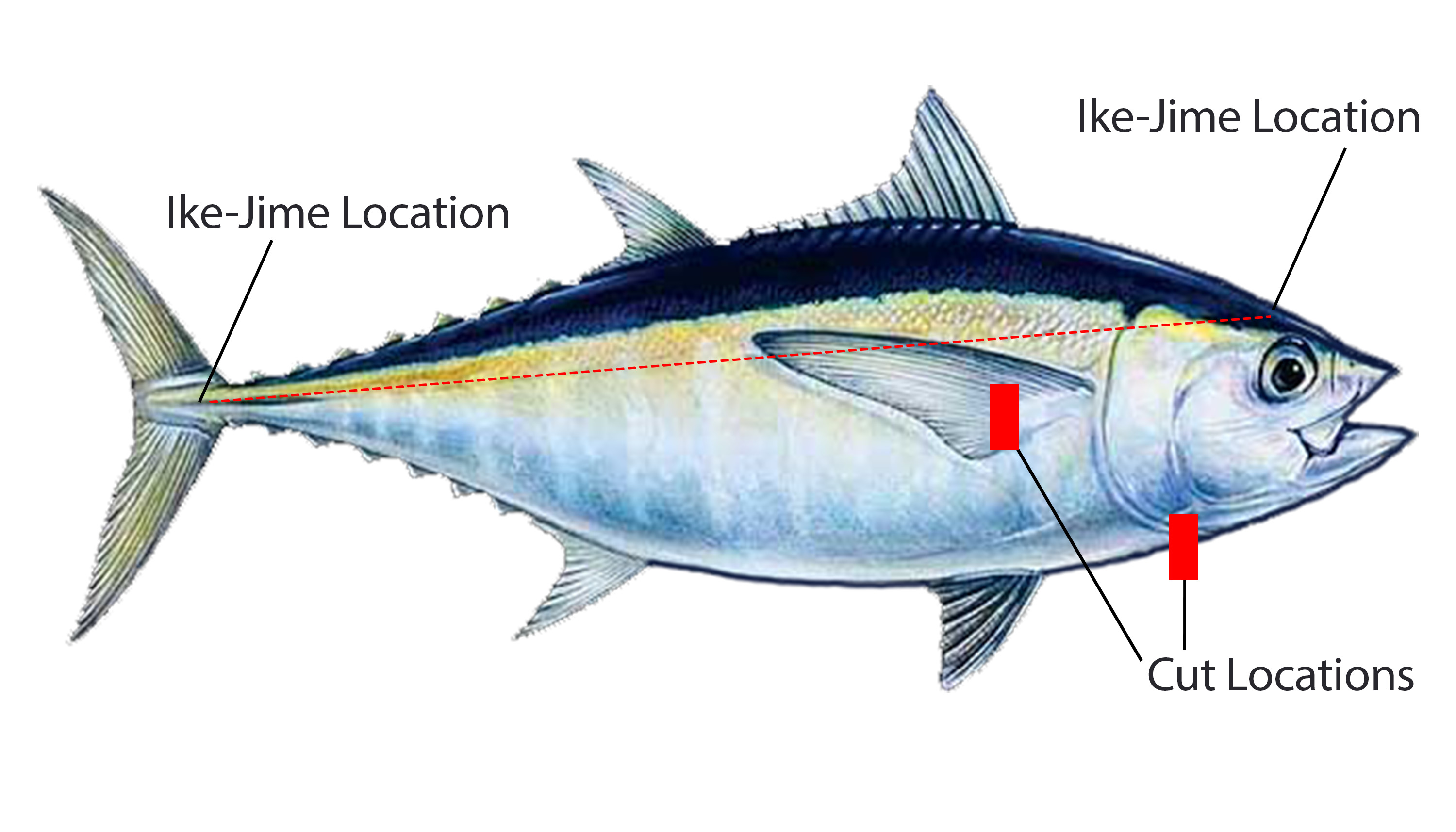 Diagram showing a yellowtail with red bars indicating cut locations behind the pectoral fin and at the nape. A dashed red line marks the spinal path from above the eye to the tail for Ike-Jime insertion points.