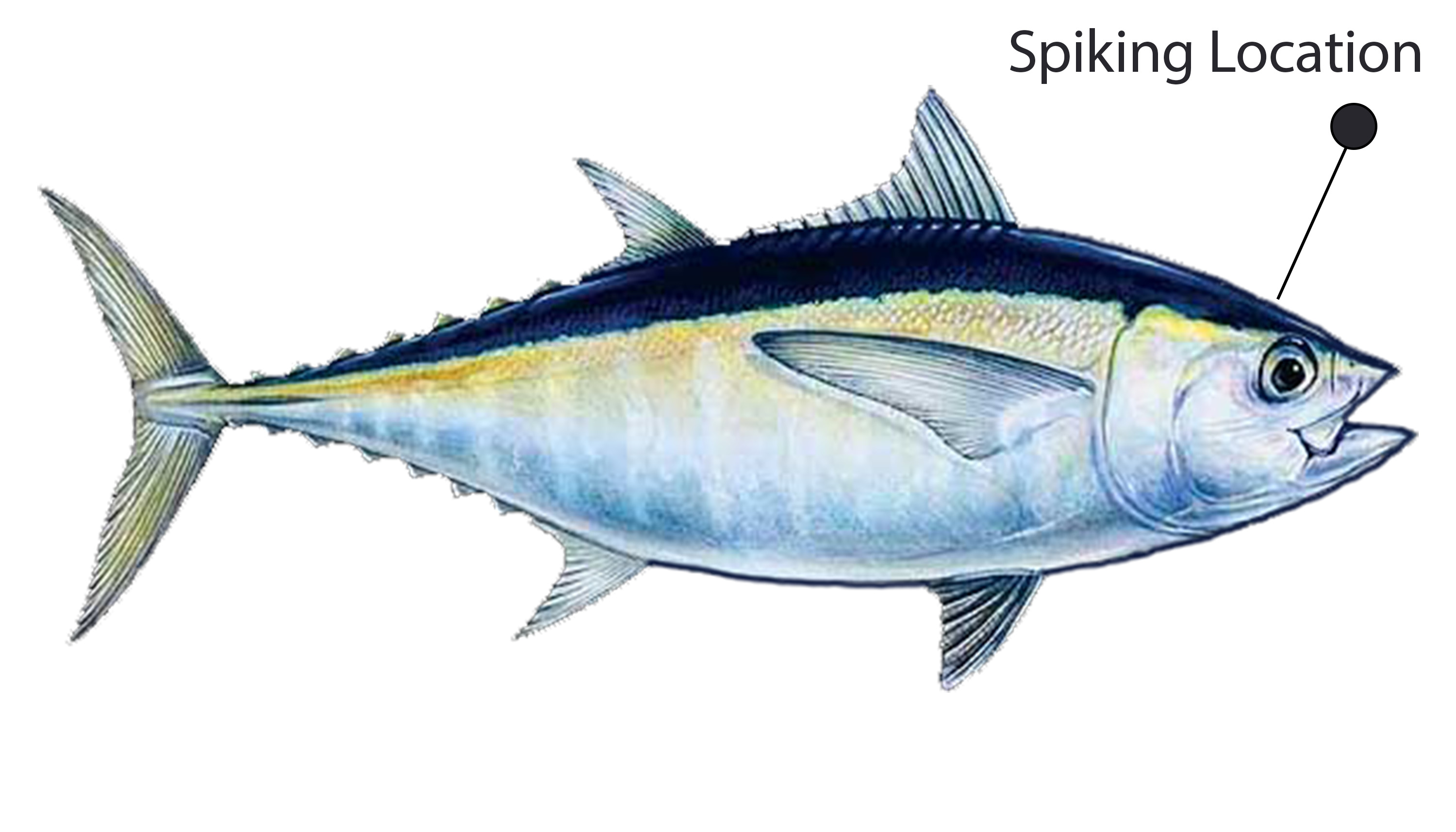 Diagram showing a yellowtail fish with a labeled &ldquo;Spiking Location&rdquo; marked above and slightly behind the eye on the head, indicating where to perform Ike-Jime for humane dispatch.