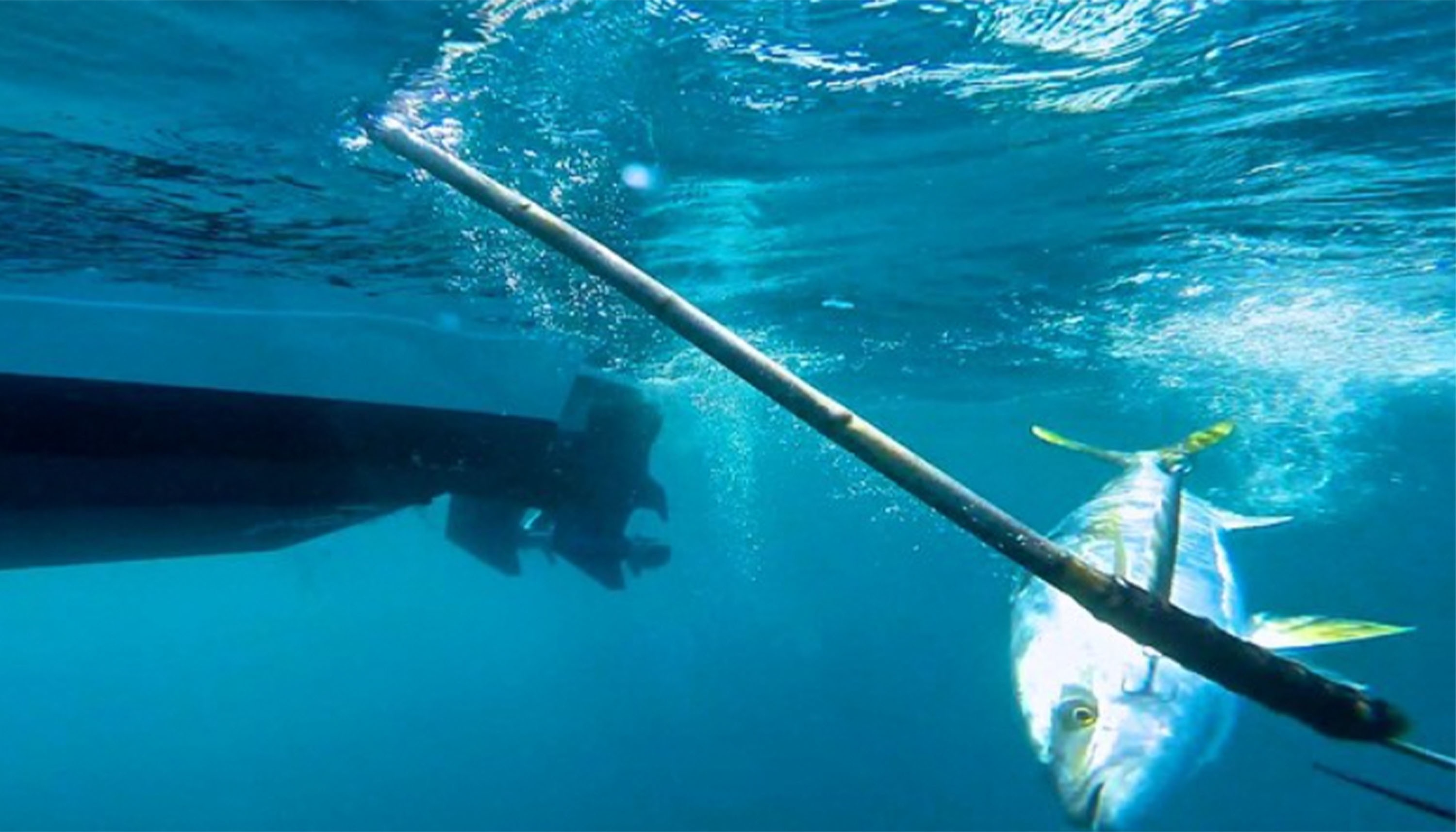 Underwater view of a yellowtail fish near a boat hull with a gaff extended toward it. The fish has a silver body and yellow fins. 