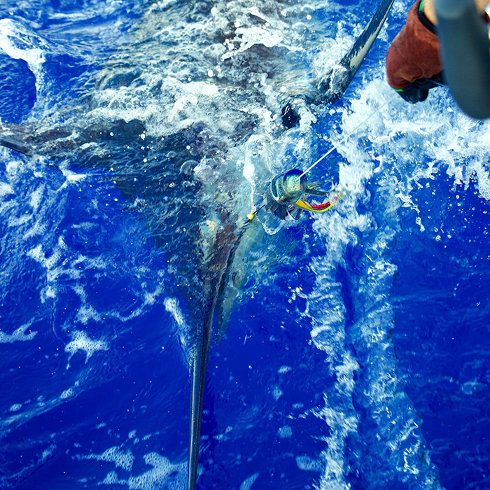 Large marlin thrashing at the water&rsquo;s surface beside a boat, hooked on a colorful trolling lure with blue, yellow, and red skirts as an angler wearing a glove pulls the line in bright blue ocean water.