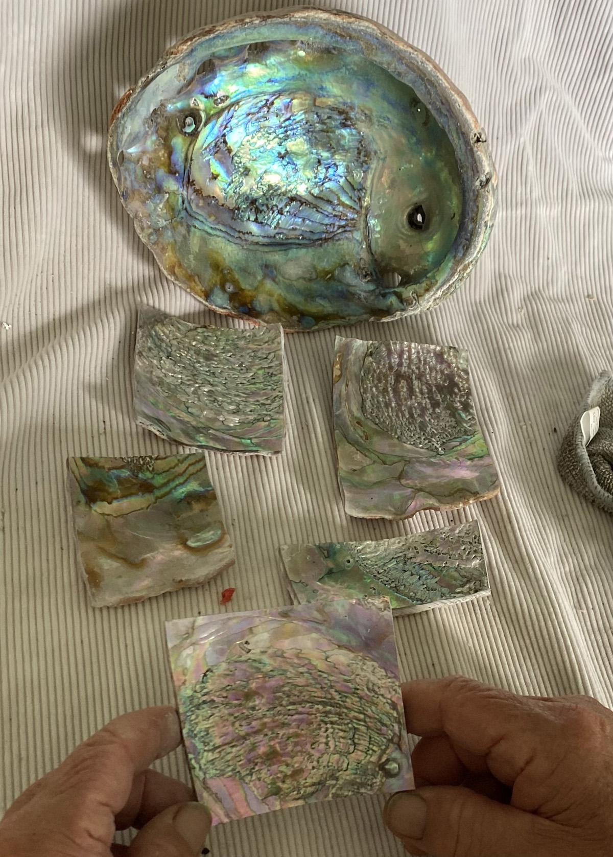 Hand cut Abalone Shells Hands holding a square-cut piece of abalone shell with iridescent blue, green, and pink tones, shown beside a full shell and several other cut shell sections on a light fabric surface.