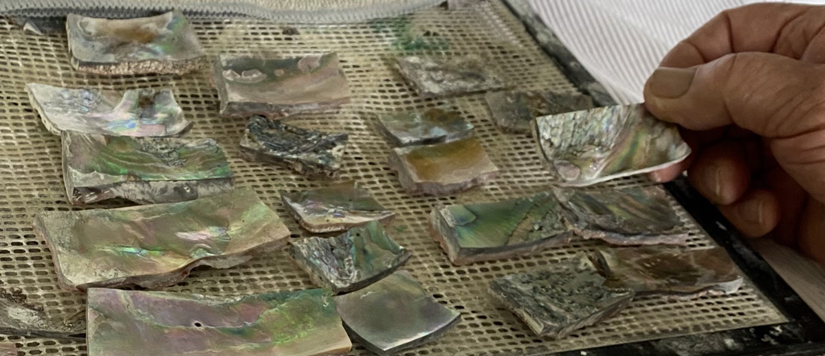 Hand cut Abalone Shells Hand holding a small iridescent abalone shell piece above a mesh surface covered with multiple cut shell fragments in green, pink, and brown tones arranged for drying or sorting.