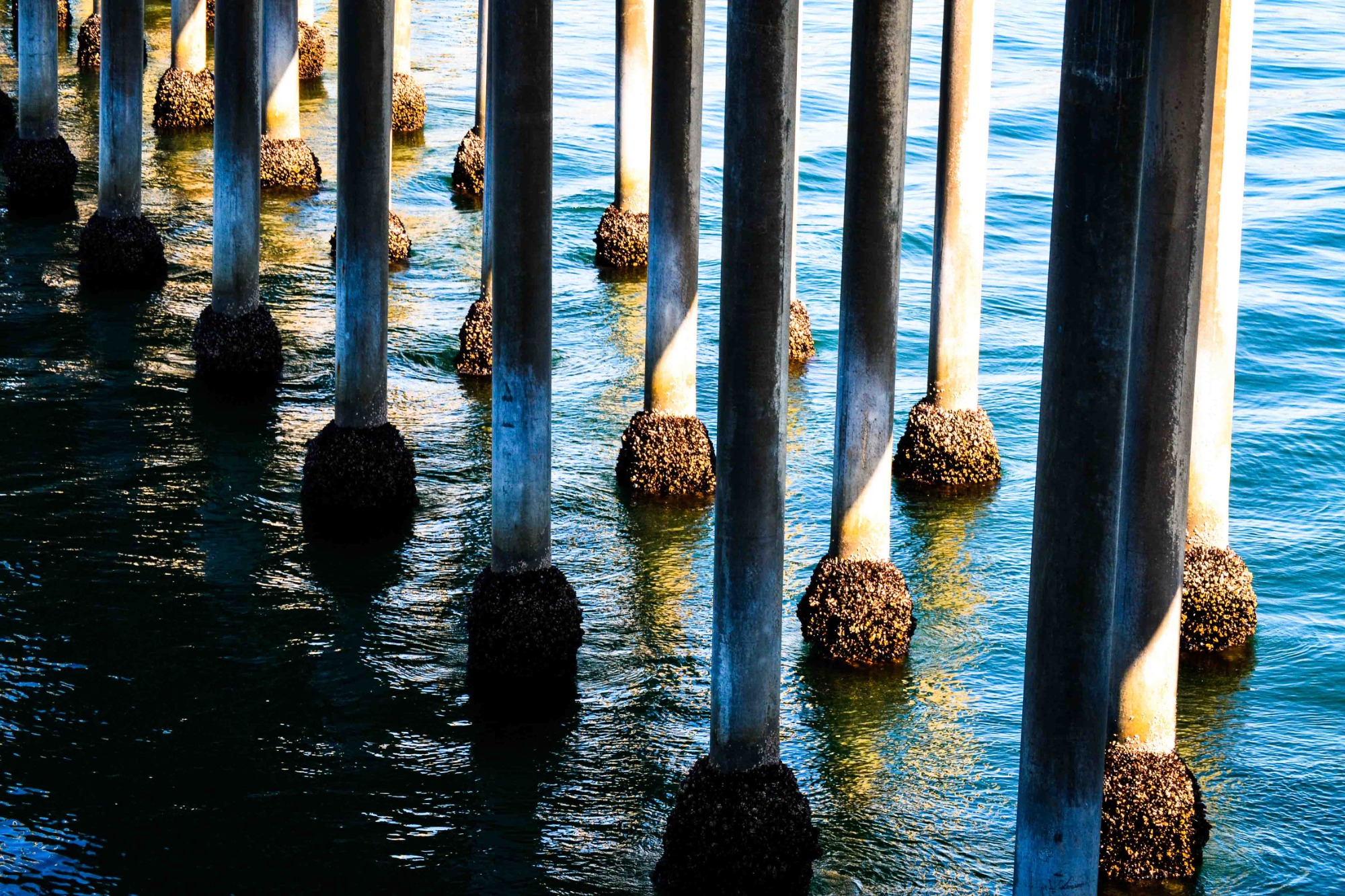 Concrete pier pillars extending into blue-green water, each base encrusted with barnacles and marine growth, illuminated by sunlight reflecting off the surface.