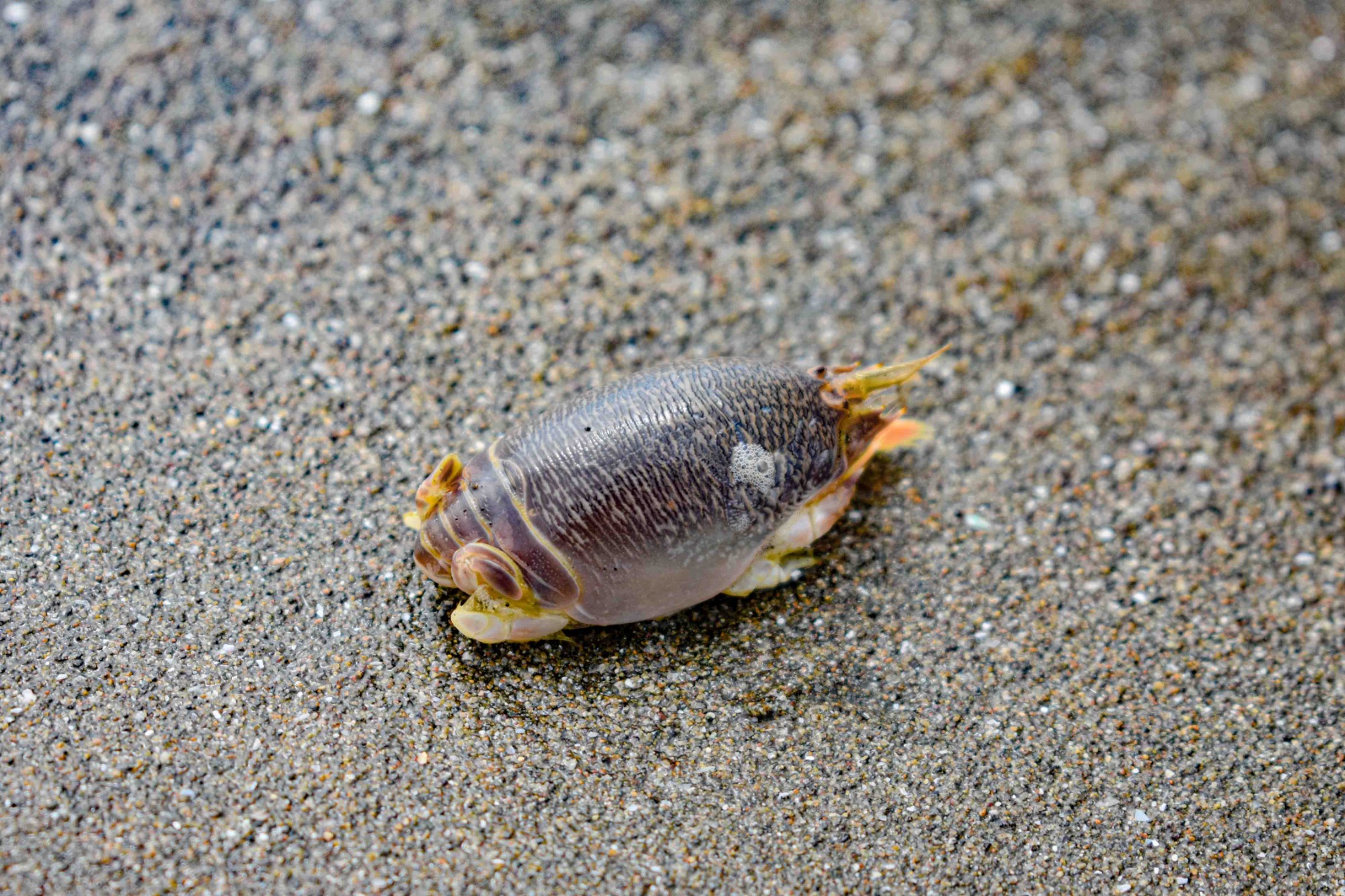Small sand crab with a pale, rounded shell sits on wet sand, fully visible with legs spread out.