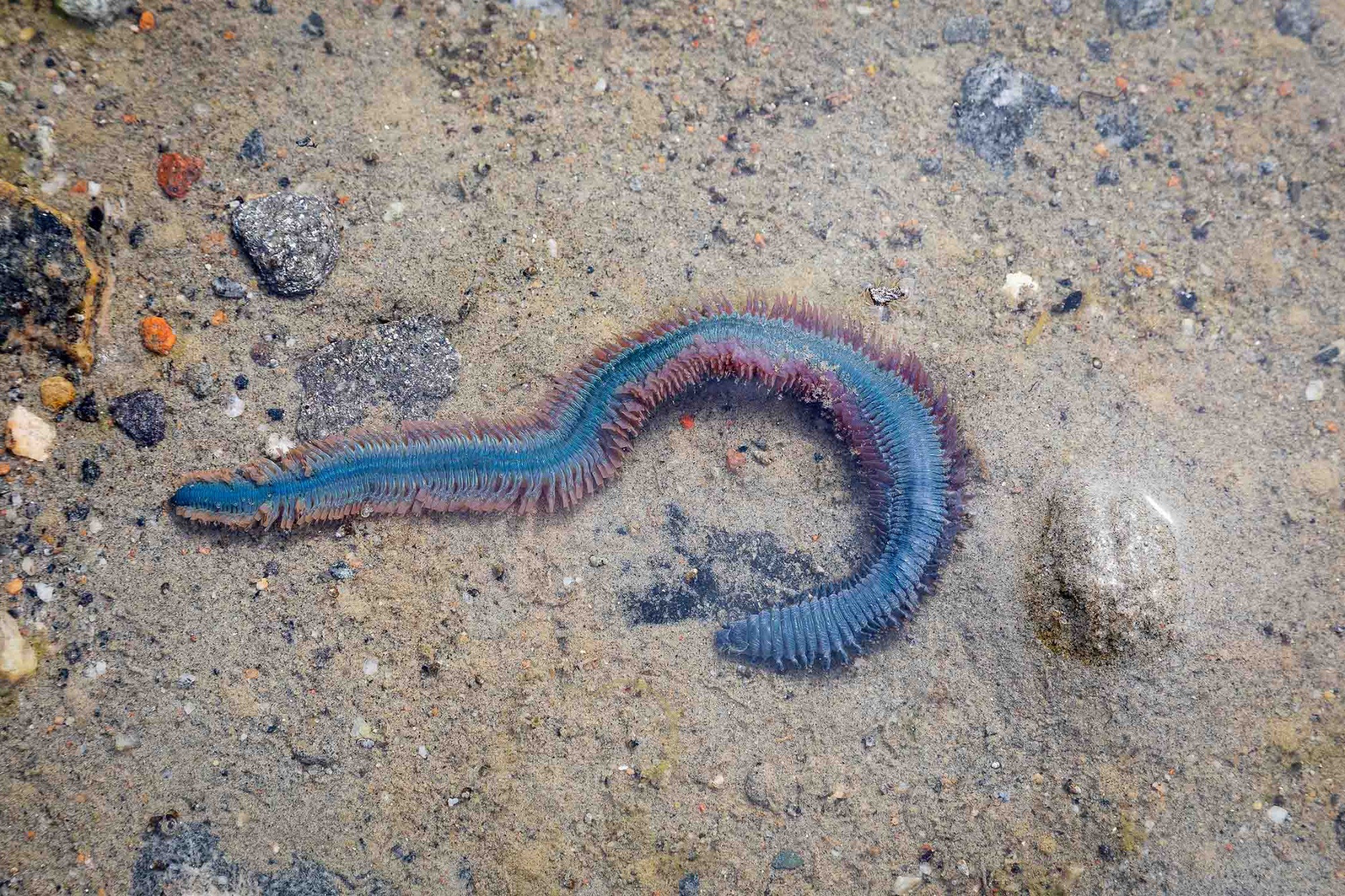 Blue and purple sand worm with spiny bristles winds across a sandy seafloor in shallow water, surrounded by small rocks, shell fragments, and scattered debris.