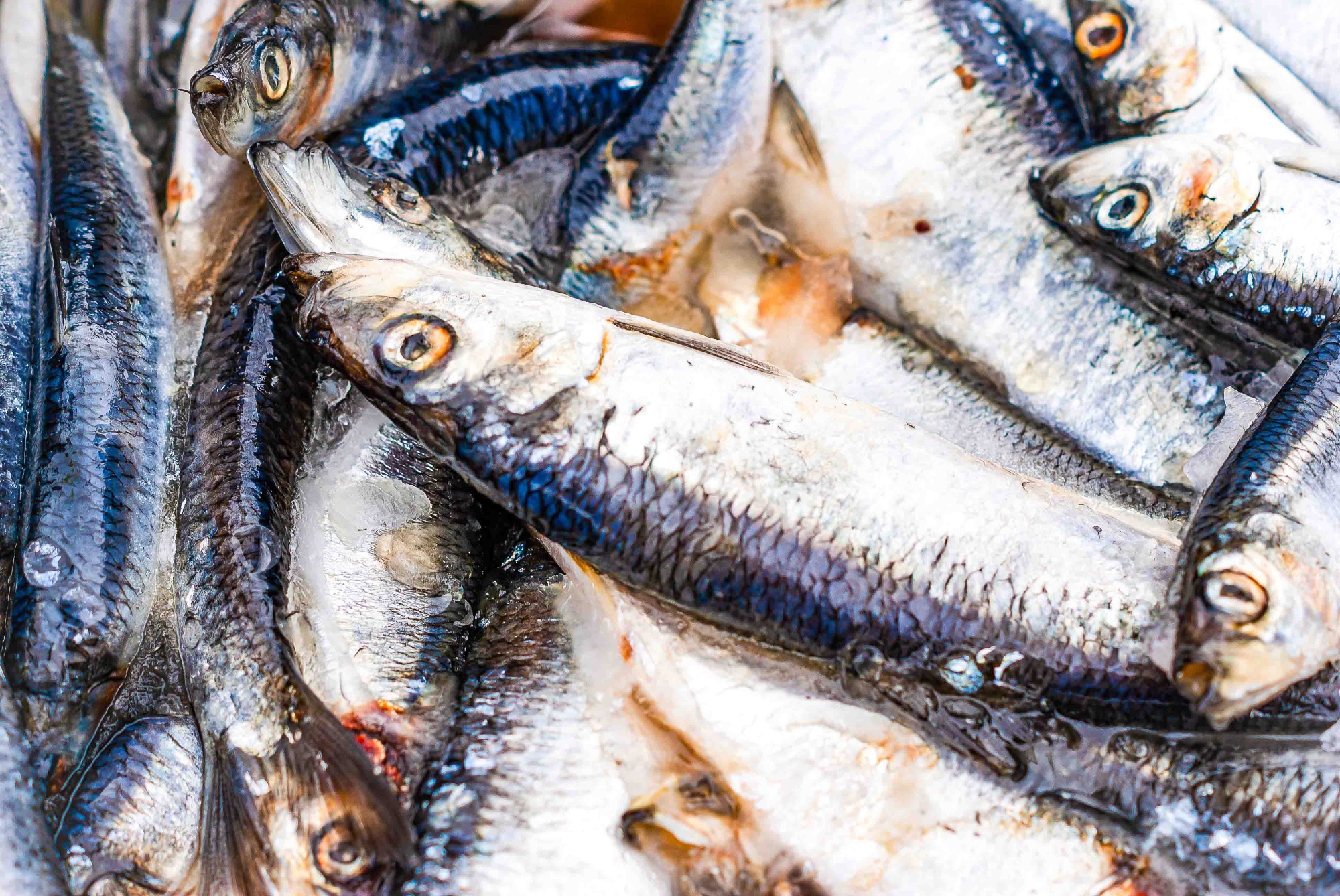 Close-up of freshly caught sardines with shiny silver-blue scales and glassy eyes, packed closely together.