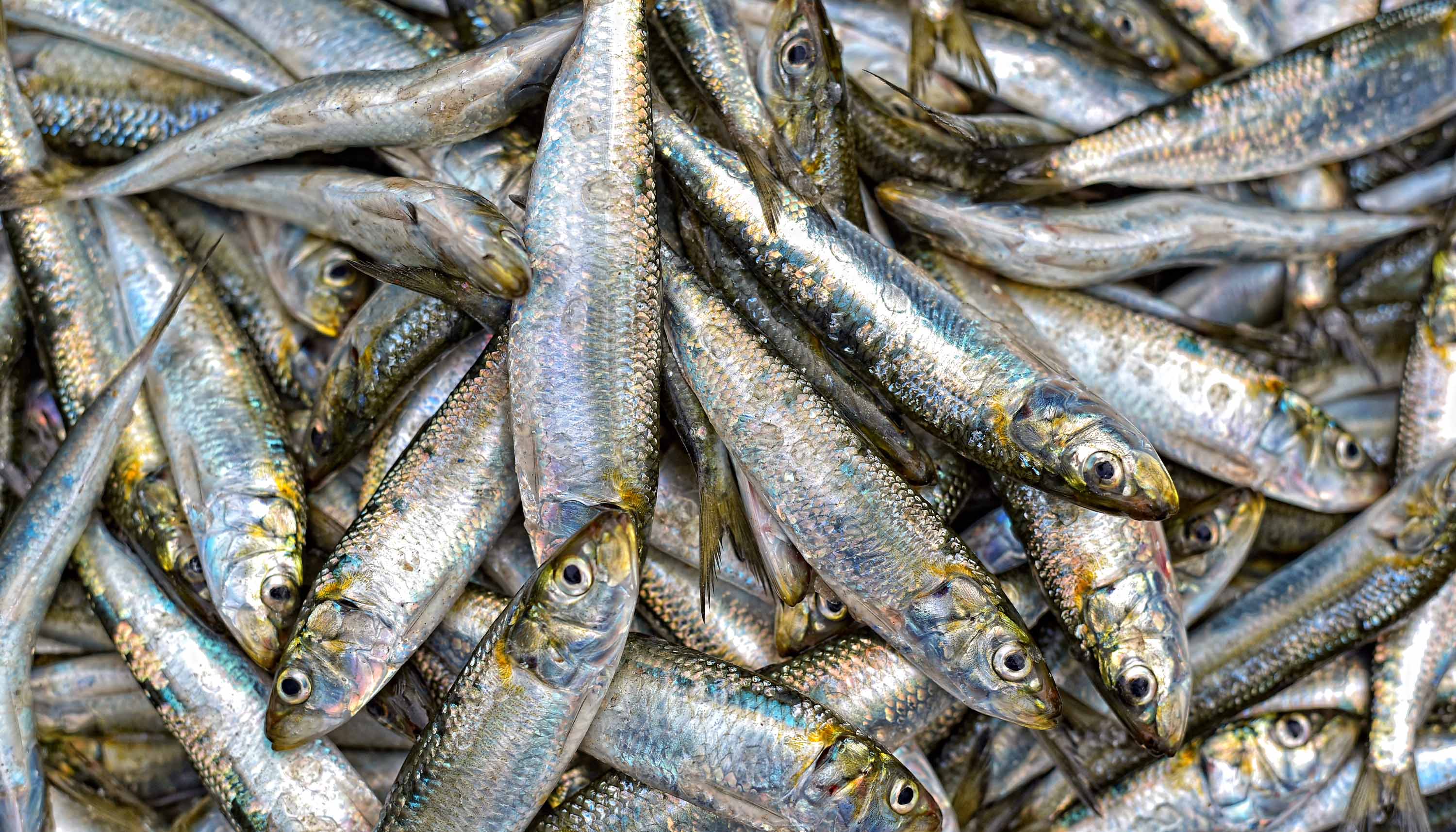 Entire picture is filled with Fresh Sardine Bait Fish. They have silverish blue-white skin with splashes of yellow throughout their body.