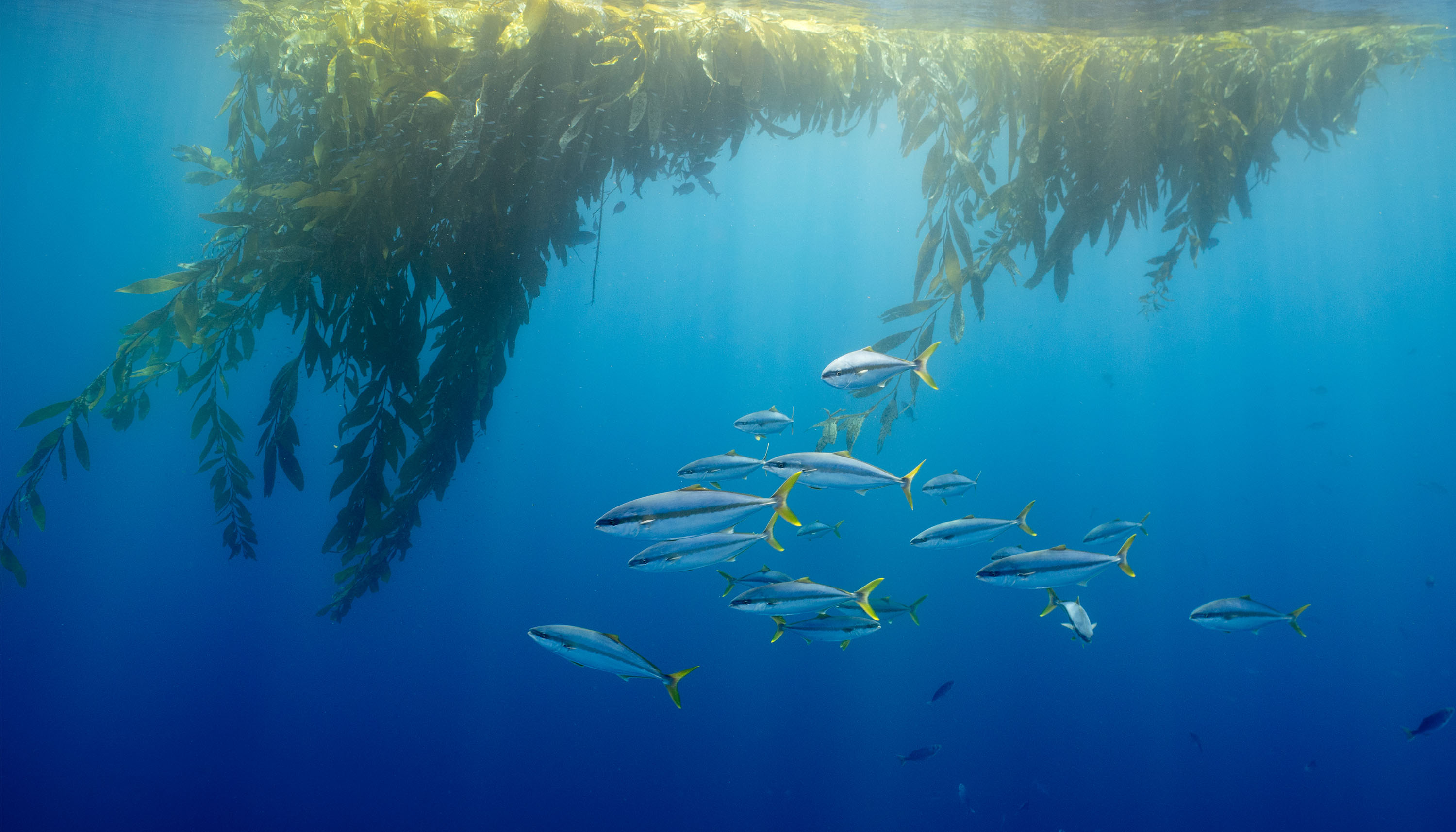Yellowtail School Swimming Underneath Paddy