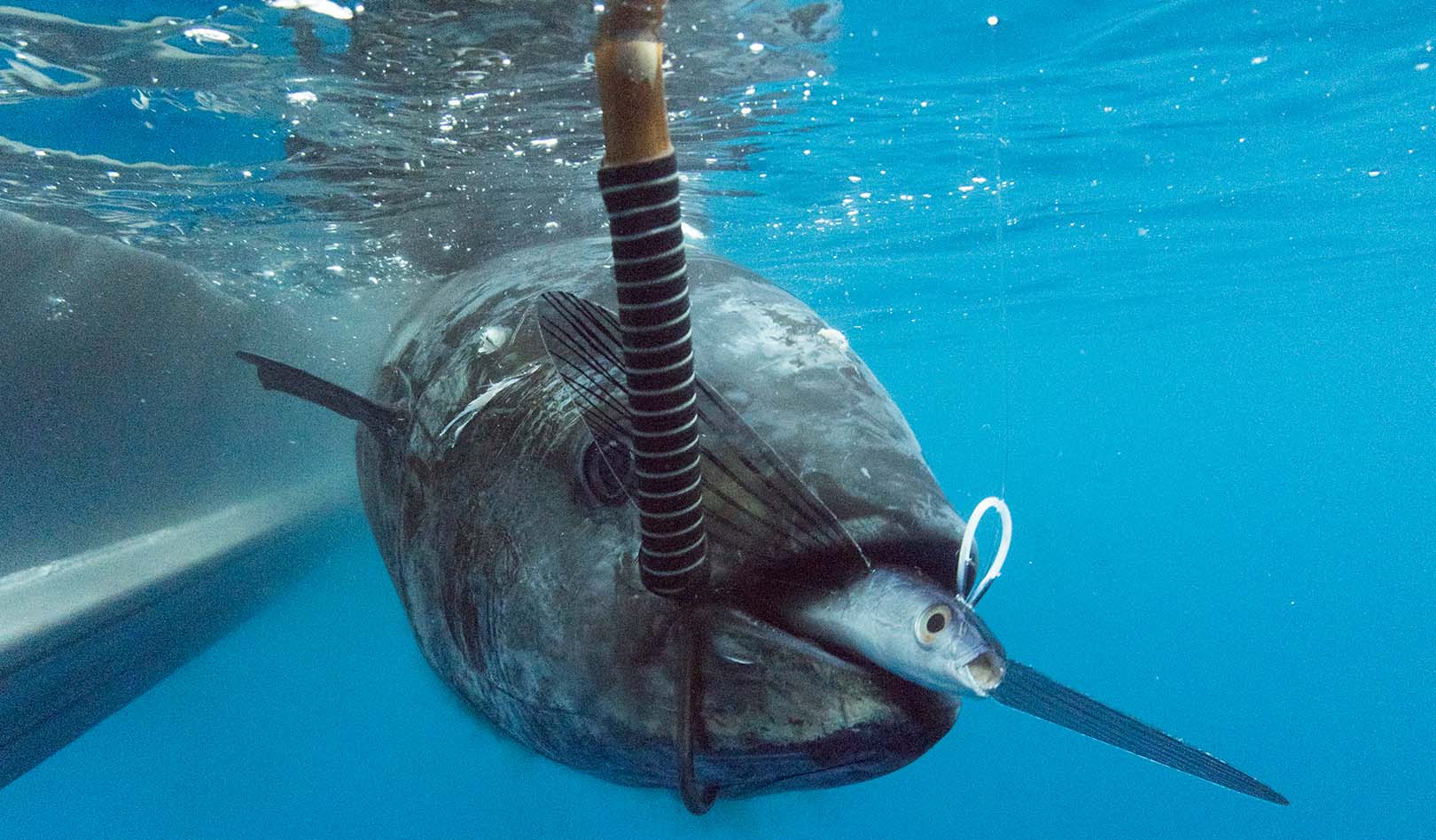 Underwater view of a bluefin tuna caught on a California flying fish lure, with the bait still in its mouth. A gaff is hooked into the fish&rsquo;s body as it rests beside the boat in clear blue water.