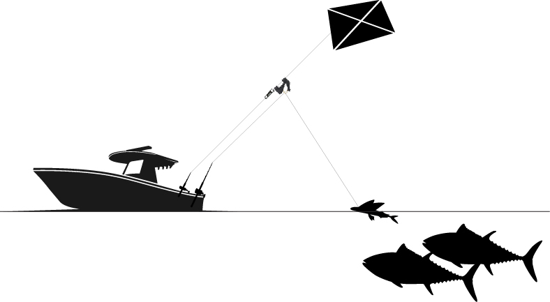 Black-and-white diagram of kite fishing setup showing a boat with a kite deployed off the stern. A bait is suspended from the kite line above the water as two tuna approach from below.