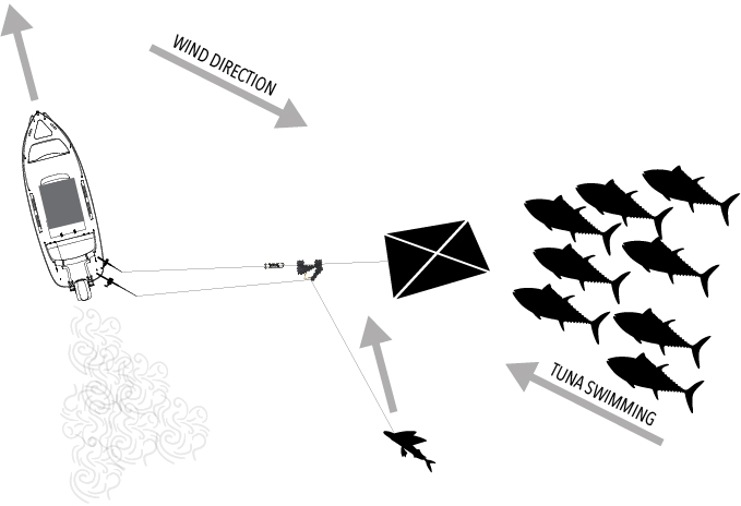 Diagram of kite fishing setup showing boat moving northwest with wind blowing southeast. A kite carries bait downwind as a school of tuna swims toward the lure from the southeast.
