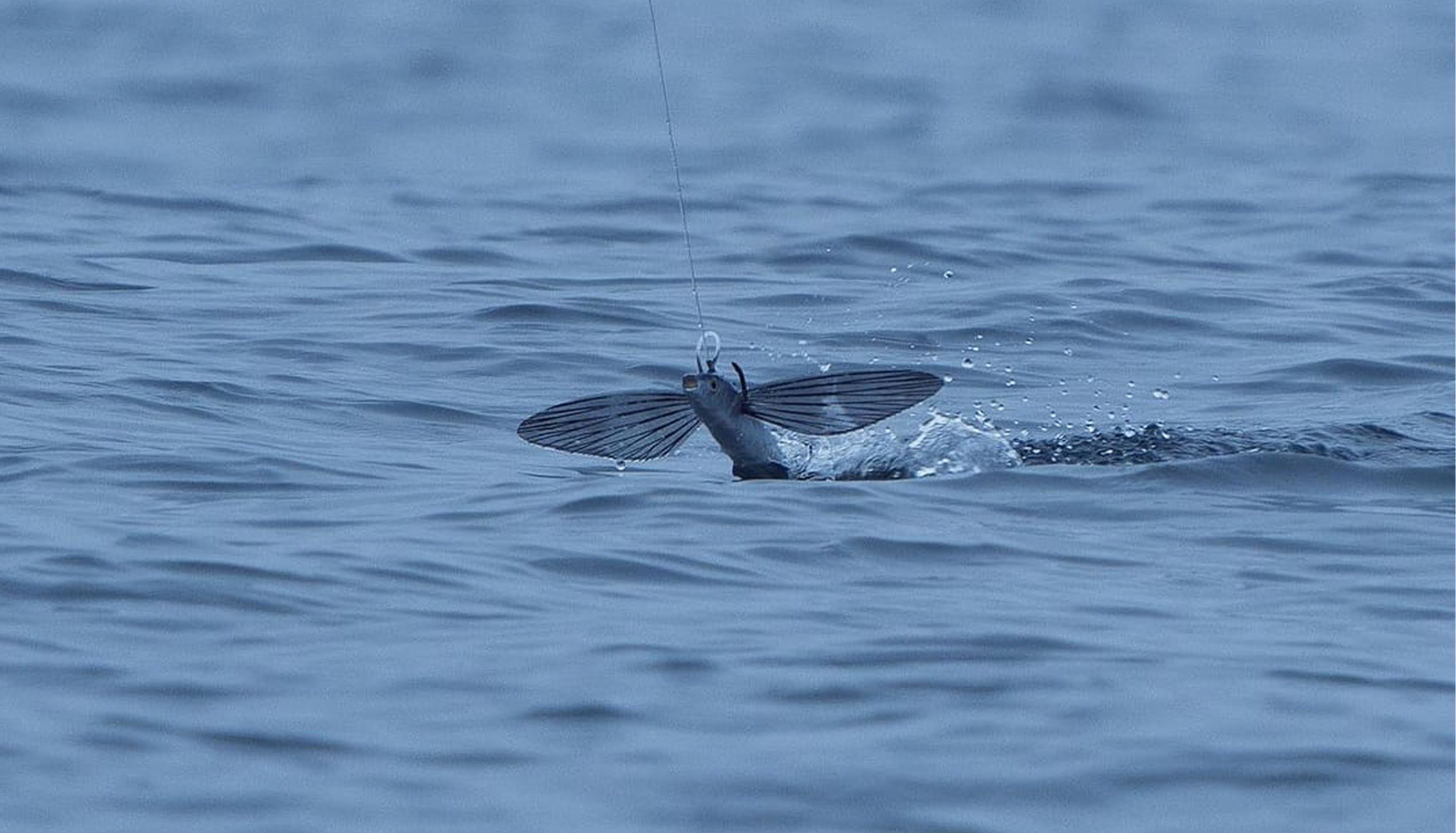 California Flyer lure skipping across the water surface with wings extended, creating splashes as it&rsquo;s pulled by the line. The lure mimics a flying fish in motion across calm, rippled ocean.