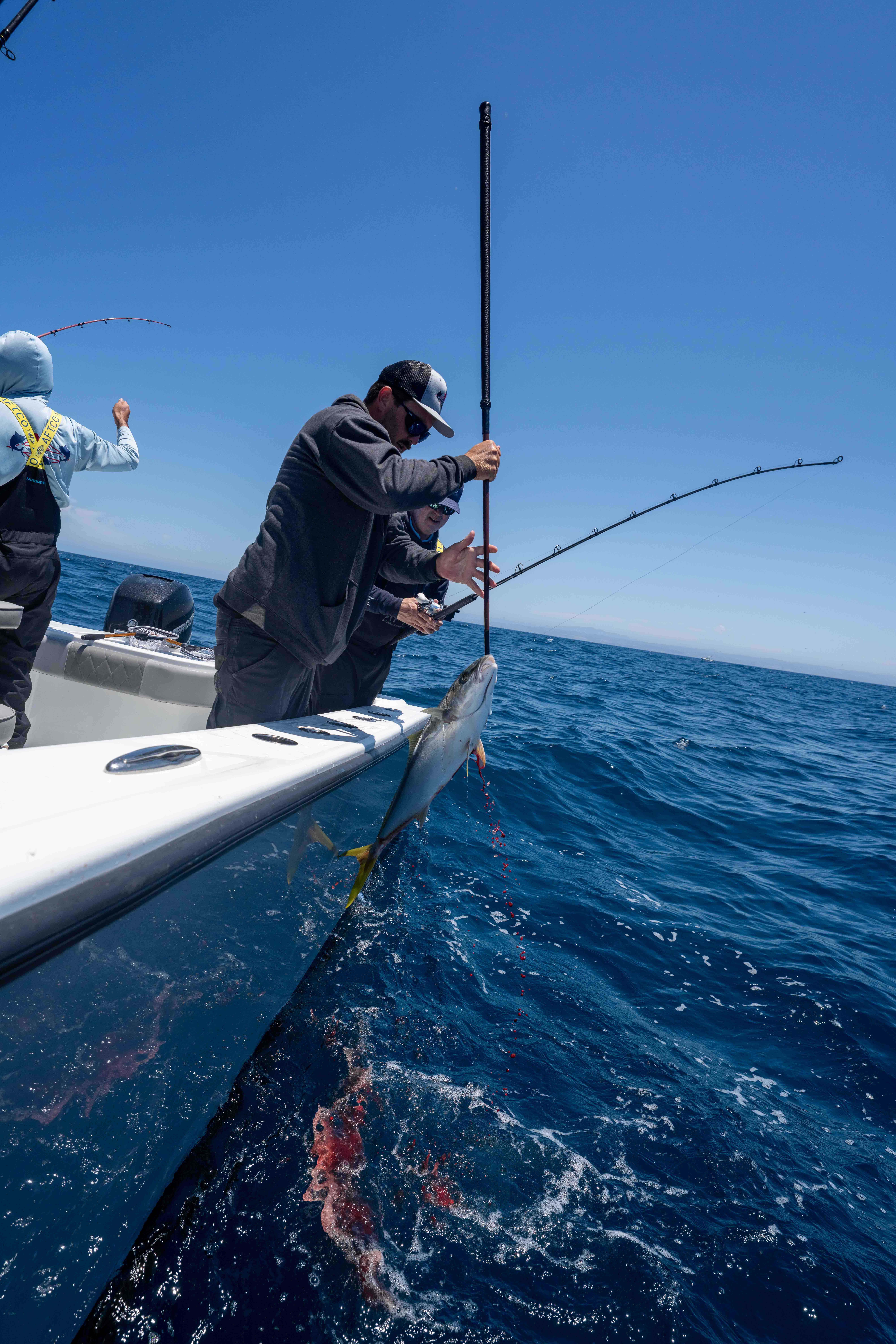 Wintertime Yellowtail on Artificials - Anglers aboard a fishing boat bring a freshly caught yellowtail out of the ocean.