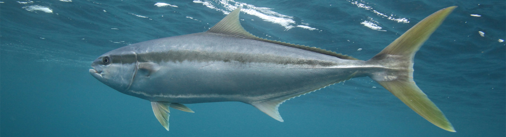 Yellowtail fish swimming underwater, shown in profile with silver-gray body, yellow tail, and a faint horizontal stripe along its side against a deep blue backdrop.