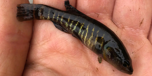 Close-up of a small dark baitfish with striped markings resting in the palm of a hand.