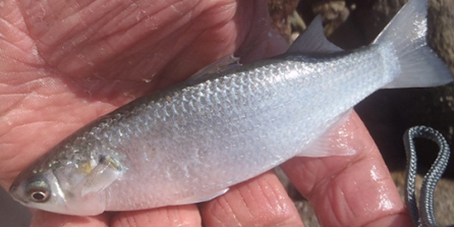 Close-up of a small silver baitfish resting in a person&rsquo;s wet hand near the shoreline.