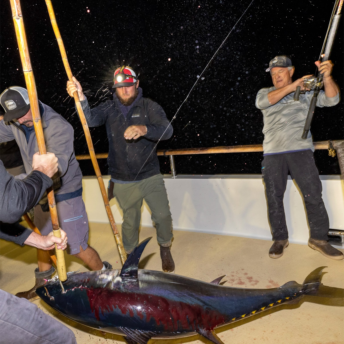 Mitch Chavira and anglers at nighttime on a boat with a Bluefin Tuna caught on the deck. The fish lays bloody on the deck. Various men holding gaffs are tugging at the fish. One man in the back holds onto a rod with the line still connected to the fish.
