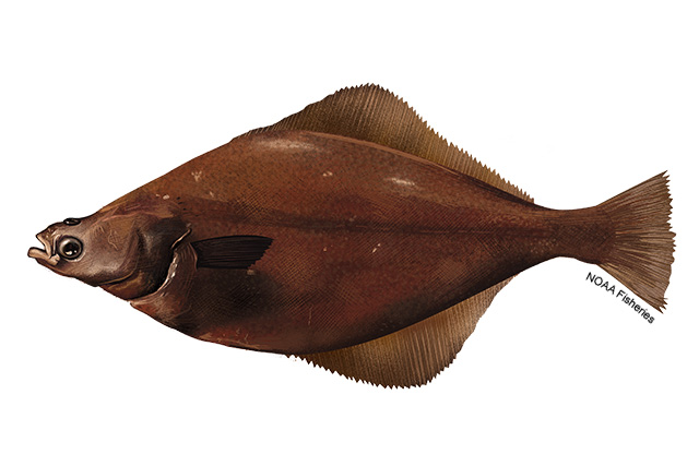 English sole with a flat, oval body, both eyes on the dark brown upper side, lighter underside, and rounded fins along the body edges.