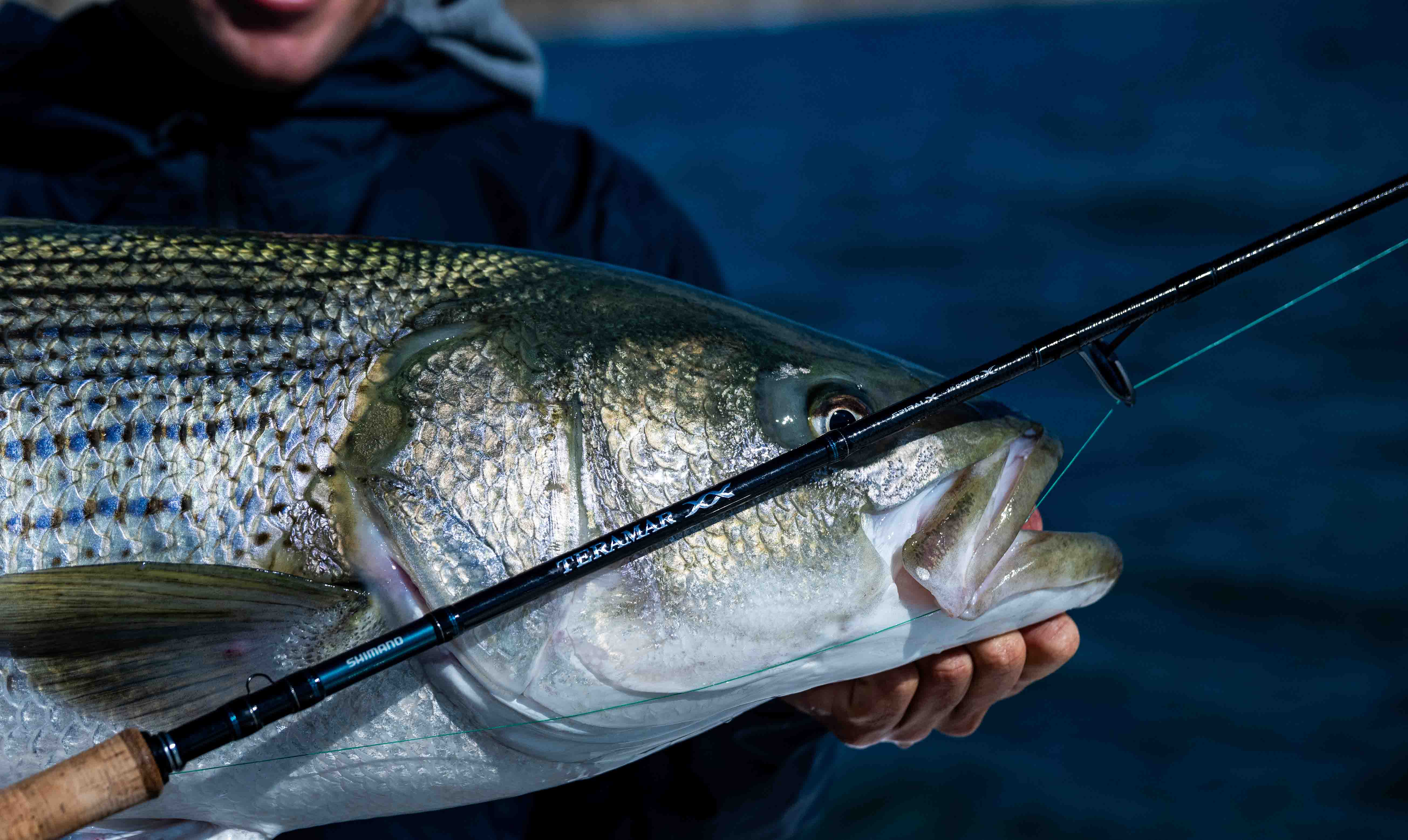 Large striped bass held horizontally with a black fishing rod across its body, showing text "TERAMAR" and "SHIMANO" in white text, with dark blue water behind it.